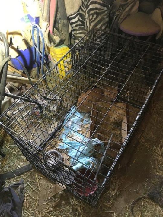 Authorities found well over 200 animals at a Frazier Park property on Aug. 12, 2021, and rescued 50 of them for being kept in inhumane conditions. (Ventura County Sheriff's Office)