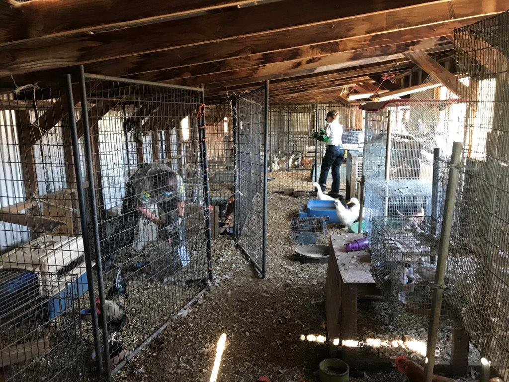 Authorities found well over 200 animals at a Frazier Park property on Aug. 12, 2021, and rescued 50 of them for being kept in inhumane conditions. (Ventura County Sheriff's Office)