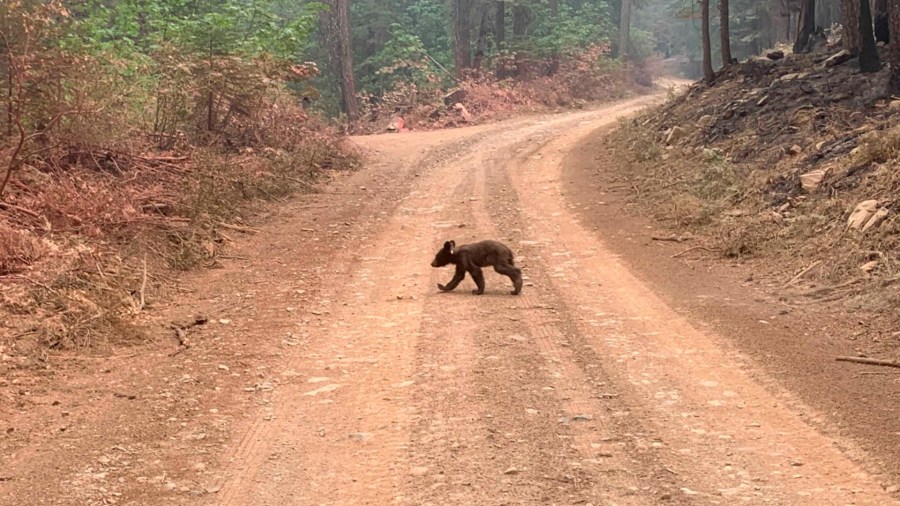 An orphaned bear cub struggles to survive as it walks alone along a mountain road impacted by the Dixie Fire in Plumas County, Calif., Sunday, Aug. 15, 2021. Thousands of Northern California homes remain threatened by the nation's largest wildfire and officials warn the danger of new blazes erupting across the West is high because of unstable weather. (AP Photo/Eugene Garcia)