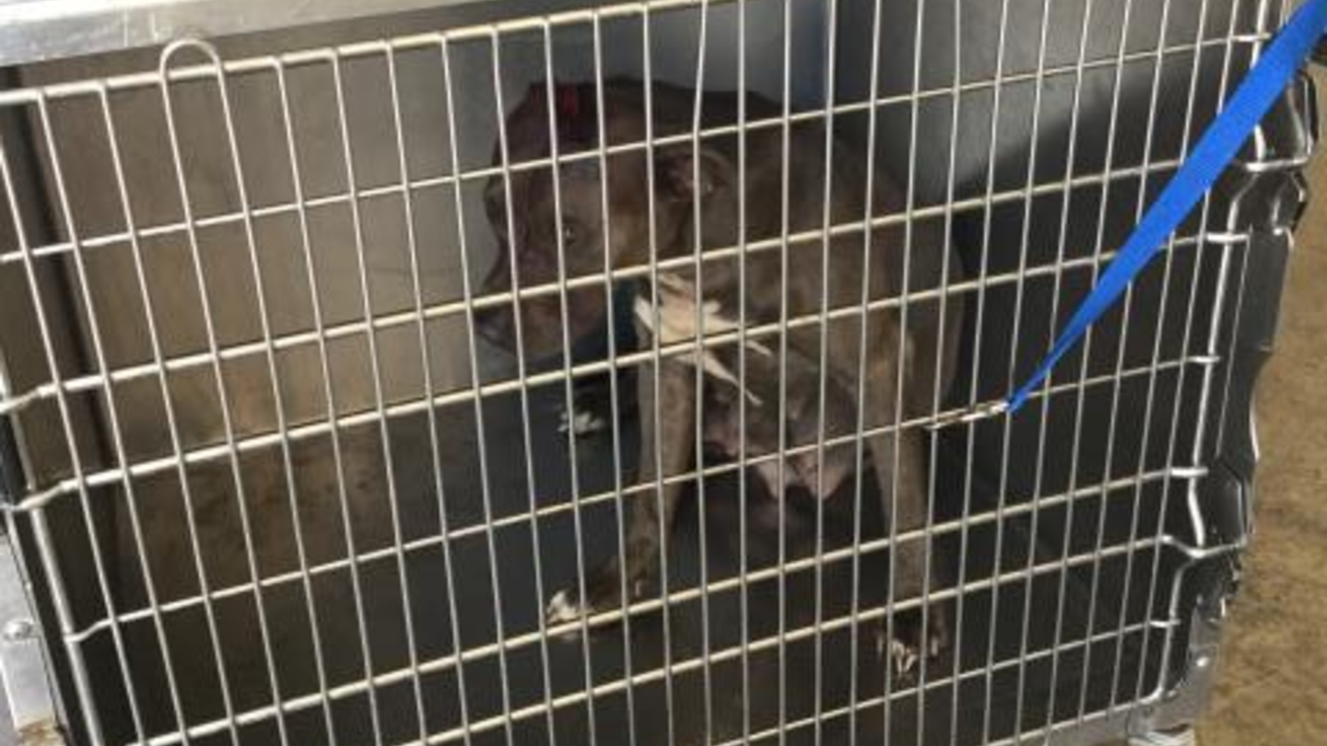 The Riverside County Department of Animal Services released this photo of the pit bull in Friday's attack.