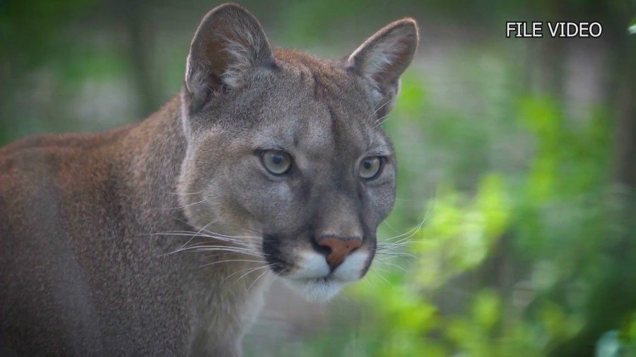 A mountain lion is seen in a file photo.