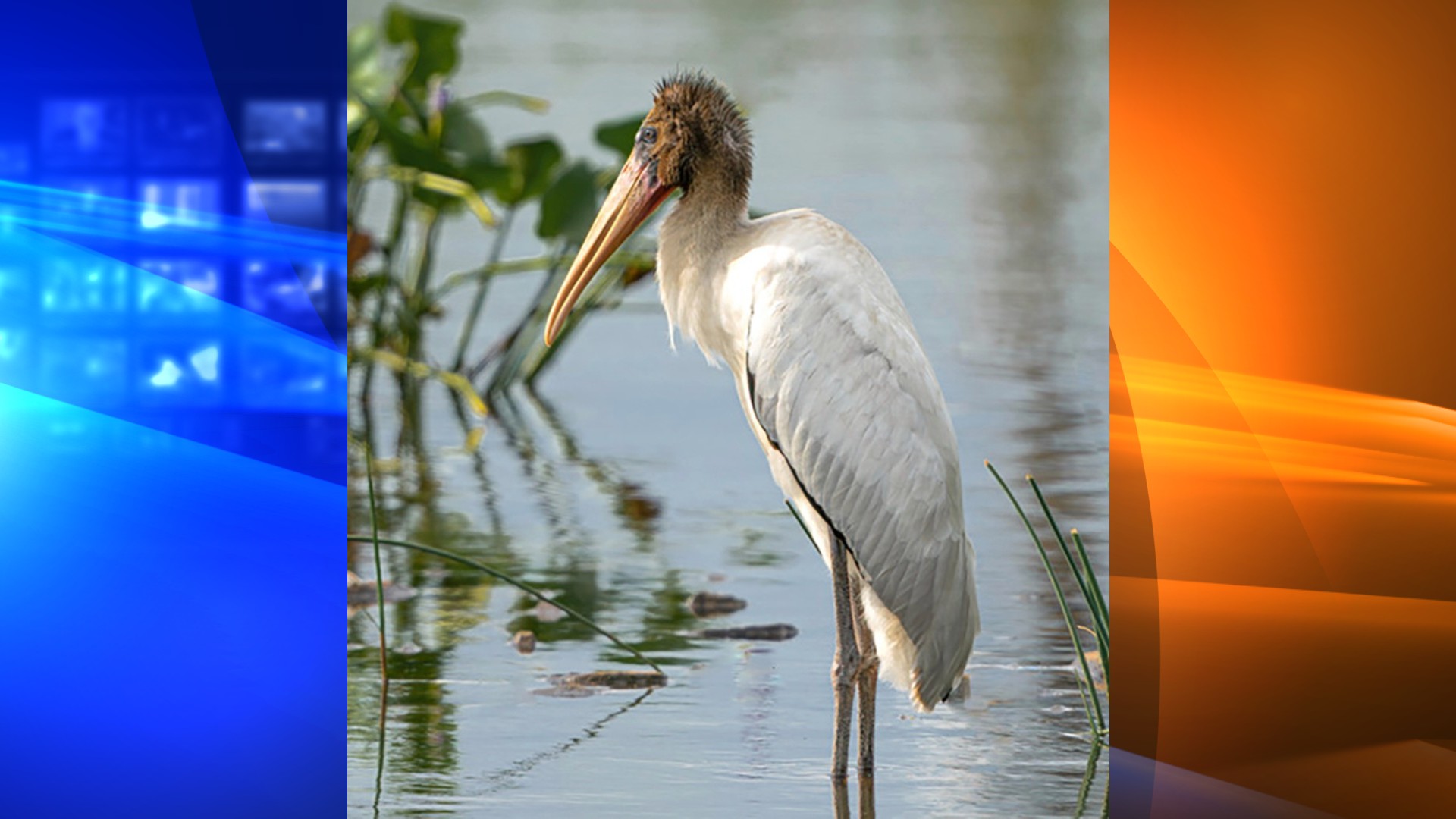 This photo provided by Chris Seminara shows a wood stork standing in the water on Staten Island, Aug. 1, 2021, in New York. The wood stork typically seen in tropical and subtropical regions migrated to New York City but died 10 days after it was first spotted on Staten Island. Researchers say the bird apparently ate a large piece of hardened foam that was found in its stomach. (Chris Seminara via AP)