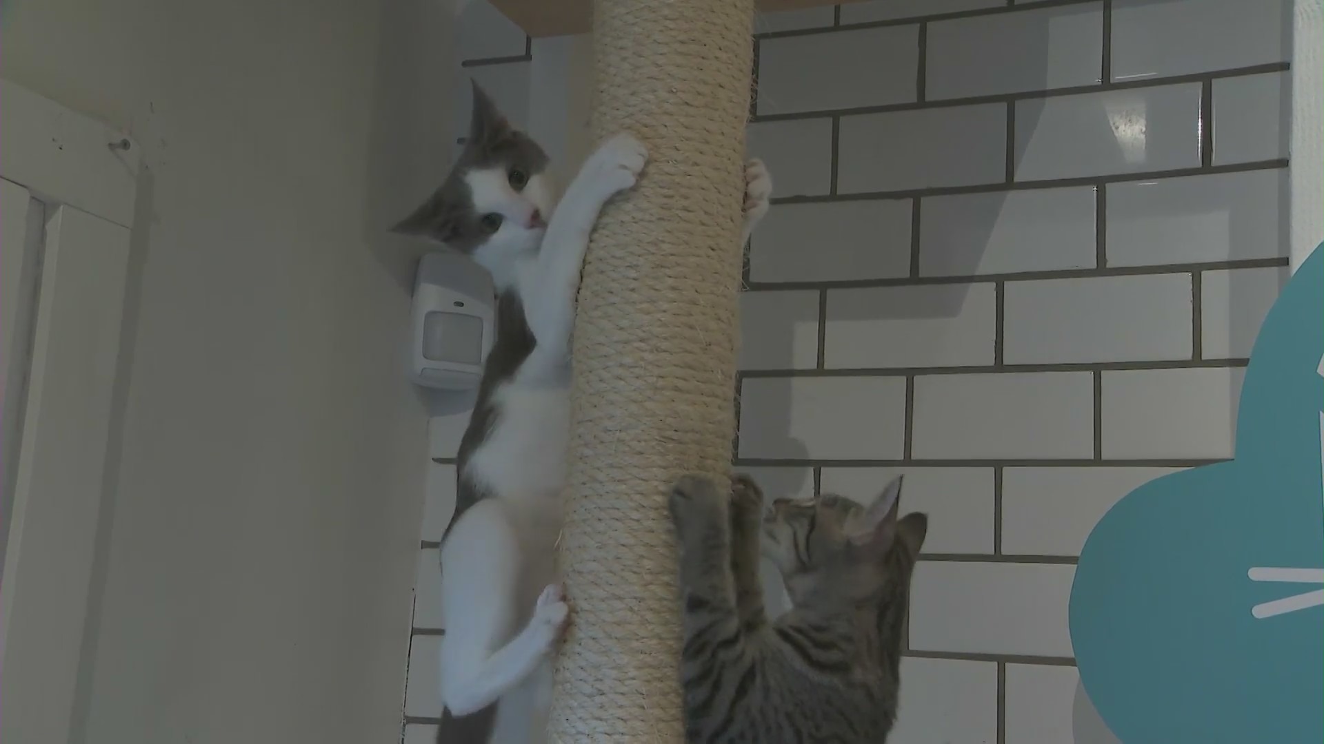 Kittens play at the new pop-up Tiny Beans Kitten Lounge on Abbot Kinney Boulevard in Venice on Aug. 7, 2021.