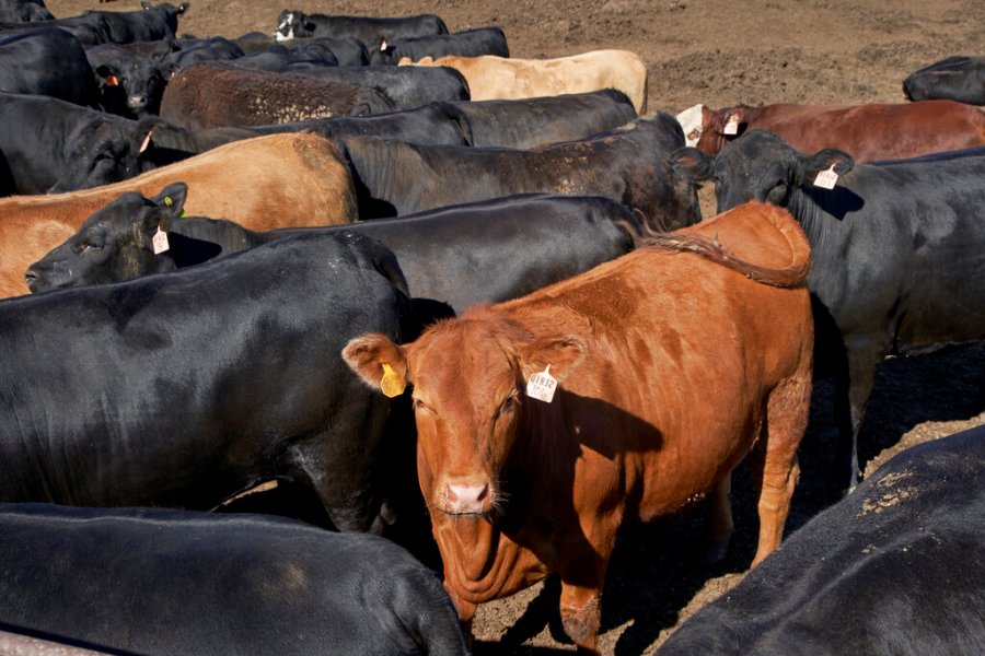 In this June 10, 2020 file photo, cattle is seen at a feedlot in Columbus, Nebraska. (AP Photo/Nati Harnik File)