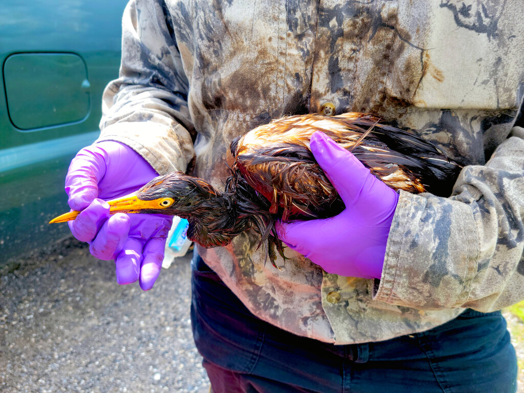 This undated photo provided by the Louisiana Department of Wildlife and Fisheries shows LDWF personnel triage an oiled tricolored heron recovered at the Alliance Refinery oil spill in Belle Chasse, La. (Louisiana Department of Wildlife and Fisheries via AP)