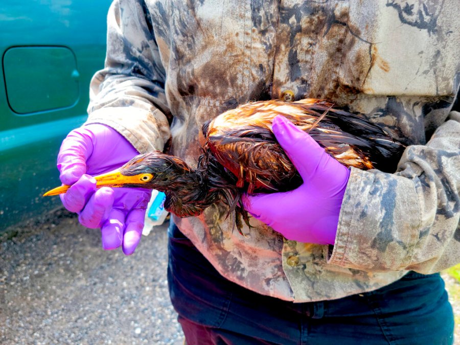 This undated photo provided by the Louisiana Department of Wildlife and Fisheries shows LDWF personnel triage an oiled tricolored heron recovered at the Alliance Refinery oil spill in Belle Chasse, La. (Louisiana Department of Wildlife and Fisheries via AP)