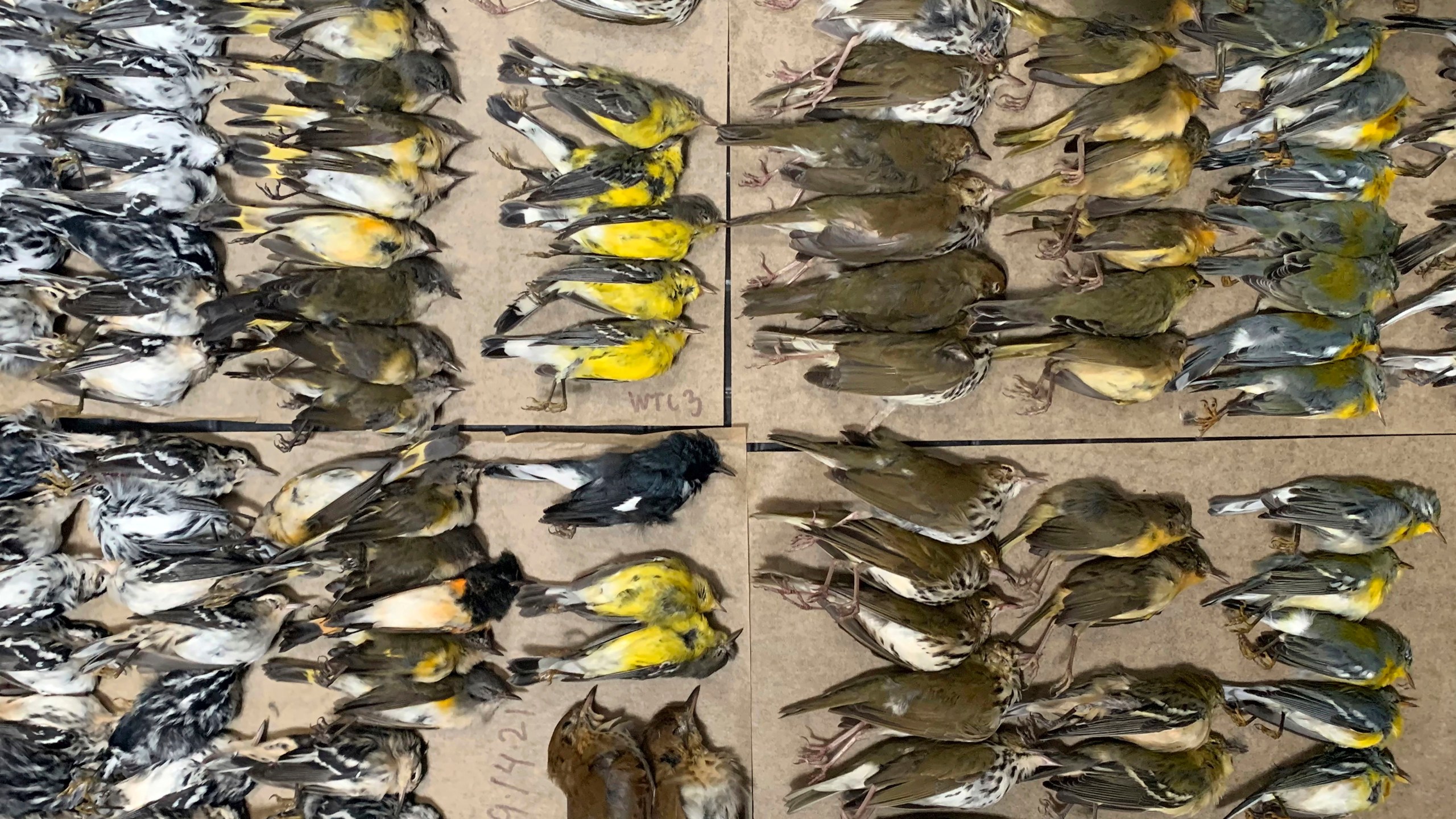 This photo provided by Melissa Breyer shows some of the dead birds collected in the vicinity of New York's World Trade Center, Tuesday, Sept. 14, 2021. Hundreds of birds migrating through New York City this week died after crashing into the city's glass towers, a mass casualty event spotlighted by a New York City Audubon volunteer's tweets showing the World Trade Center littered with bird carcasses. (Melissa Breyer via AP)