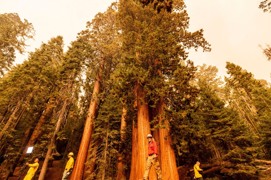 Members of the media walk among sequoia trees in Lost Grove as the KNP Complex Fire burns about 15 miles away on Sept. 17, 2021, in Sequoia National Park. (Noah Berger / Associated Press)