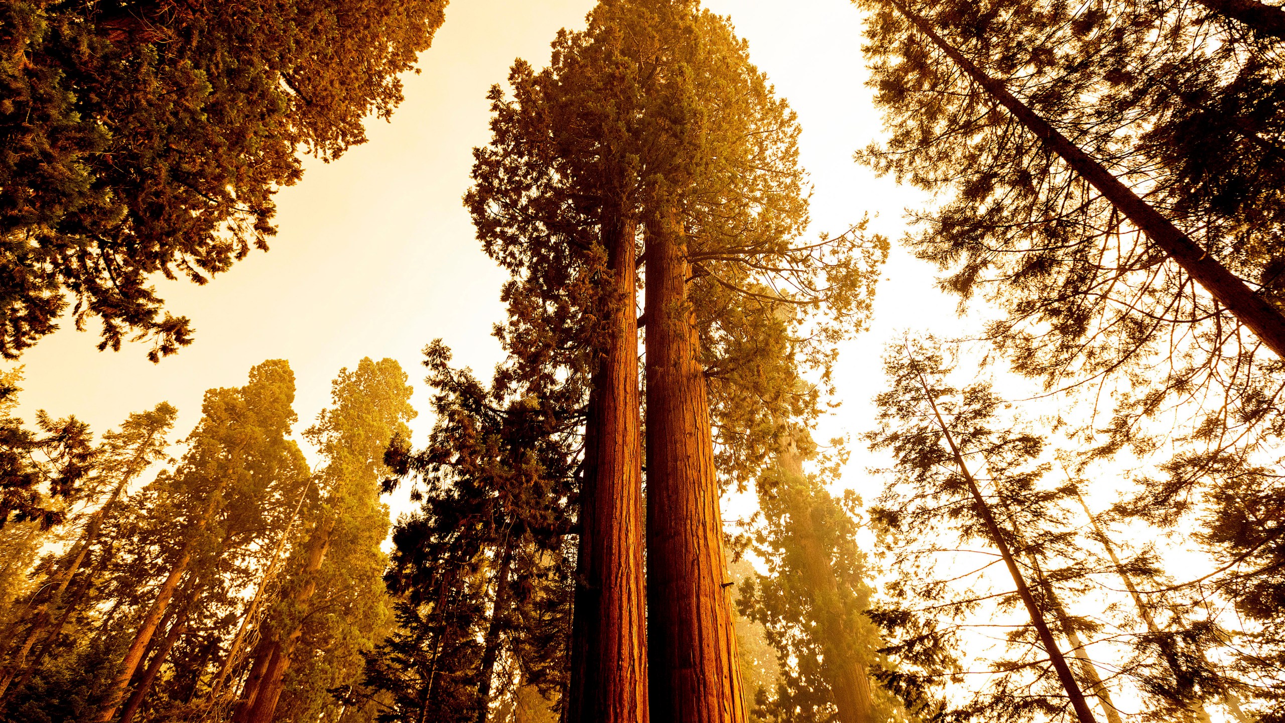 Sequoia trees stand in Lost Grove along Generals Highway as the KNP Complex Fire burns about 15 miles away on Friday, Sept. 17, 2021, in Sequoia National Park, Calif. (AP Photo/Noah Berger)