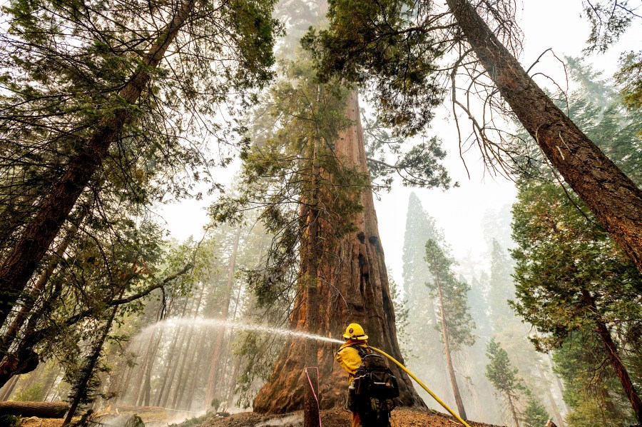 A firefighter hoses down hot spots around a sequoia tree in the Trail of 100 Giants of Sequoia National Forest, Calif., as the Windy Fire burns on Sept. 20, 2021. According to firefighters, the tree sustained fire damage when the fire spotted into its crown. (AP Photo/Noah Berger)