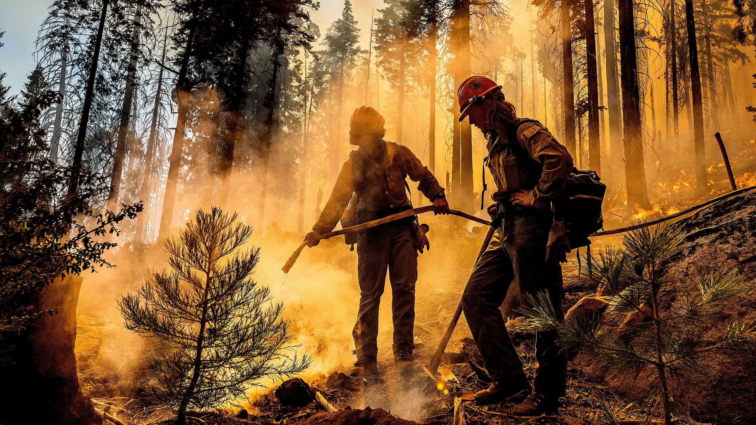 Firefighter Austin Cia sprays water as the Windy Fire burns in the Trail of 100 Giants grove in Sequoia National Forest on Sept. 19, 2021. (Noah Berger / Associated Press)