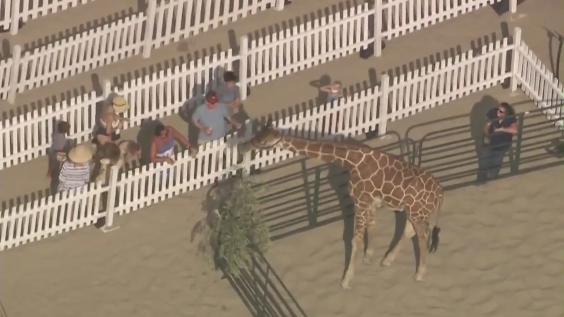 Jax, a 3-year-old giraffe, entertained guests at a fundraiser in Santa Monica on Sept. 6, 2021. (KTLA)