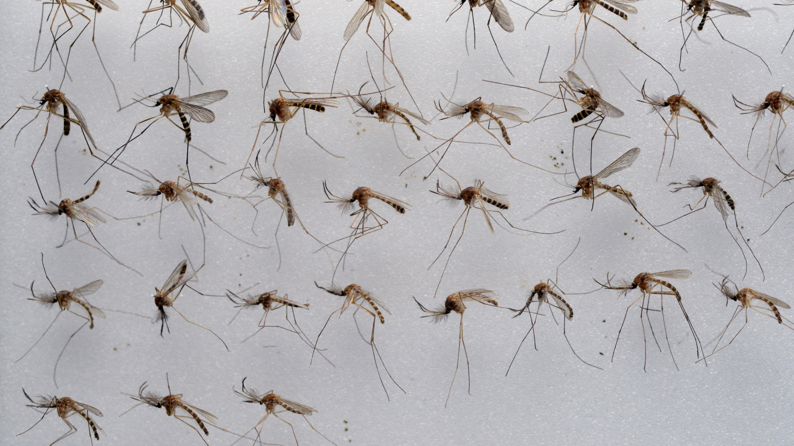 Common house mosquitoes (Culex pipiens) wait to be examined in a laboratory of the Friedrich-Loeffler-Institute on the Baltic Sea island of Riems near Greifswald, northeastern Germany, on July 27, 2012. (Stefan Sauer/AFP/Getty Images)