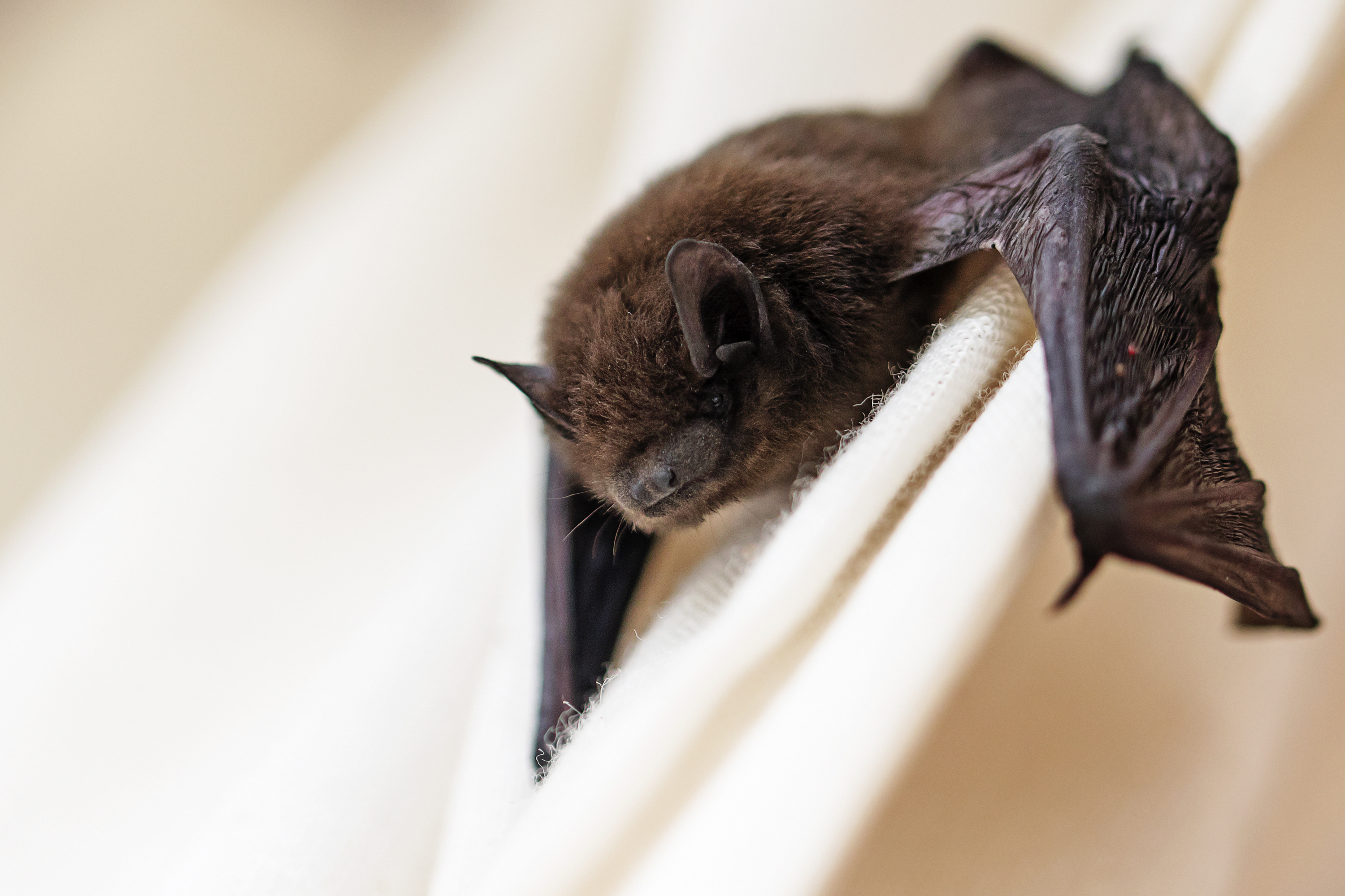 In this file photo, a small bat has strayed into the room and climbs on a white curtain. (iStock/Getty Images Plus)