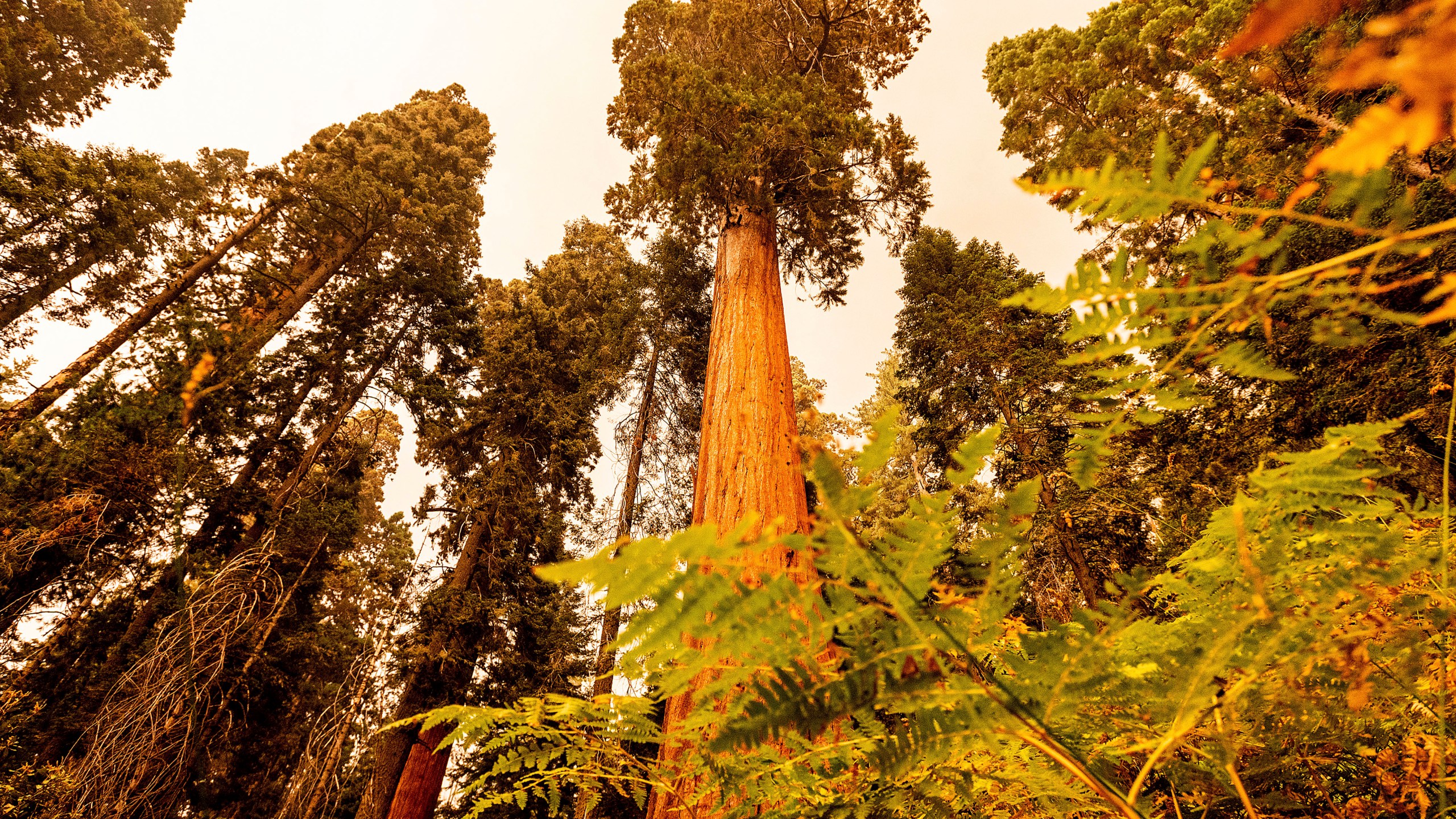 Sequoia trees stand in Lost Grove along Generals Highway as the KNP Complex Fire burns about 15 miles away on Sept. 17, 2021, in Sequoia National Park, Calif. (AP Photo/Noah Berger)