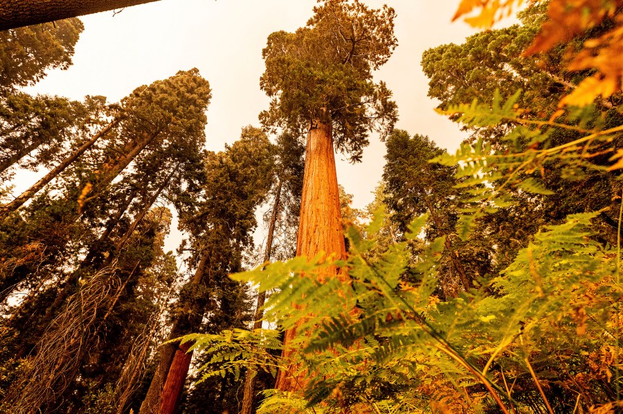 Sequoia trees stand in Lost Grove along Generals Highway as the KNP Complex Fire burns about 15 miles away on Sept. 17, 2021, in Sequoia National Park, Calif. (AP Photo/Noah Berger)