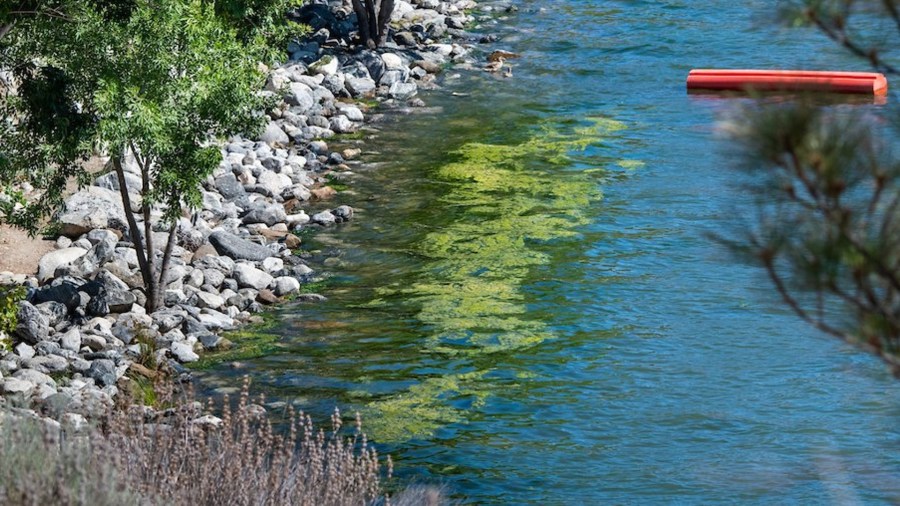 Algae in Pyramid Lake is seen in an image tweeted by the California Department of Water Resources on Sept. 22, 2021.