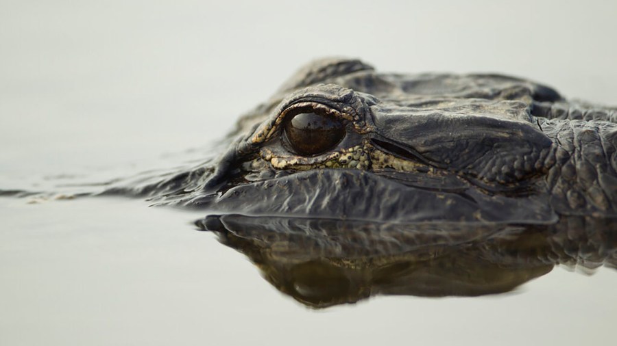 An alligator swims along the shoreline in this file image. (AP Photo/J Pat Carter)