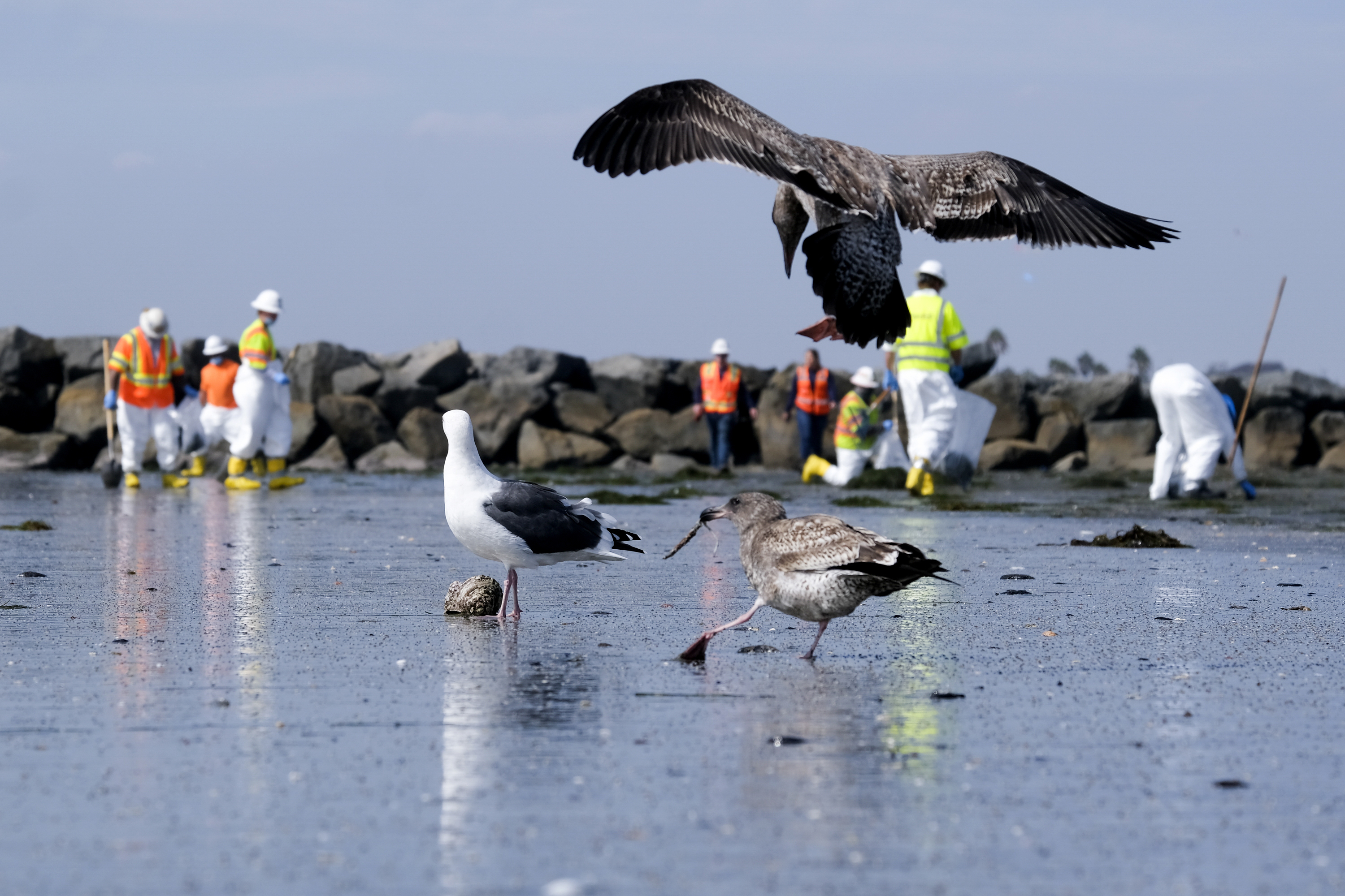 Birds are seen as workers in protective suits clean the contaminated beach after an oil spill in Newport Beach on Oct. 6, 2021. (Ringo H.W. Chiu / Associated Press)