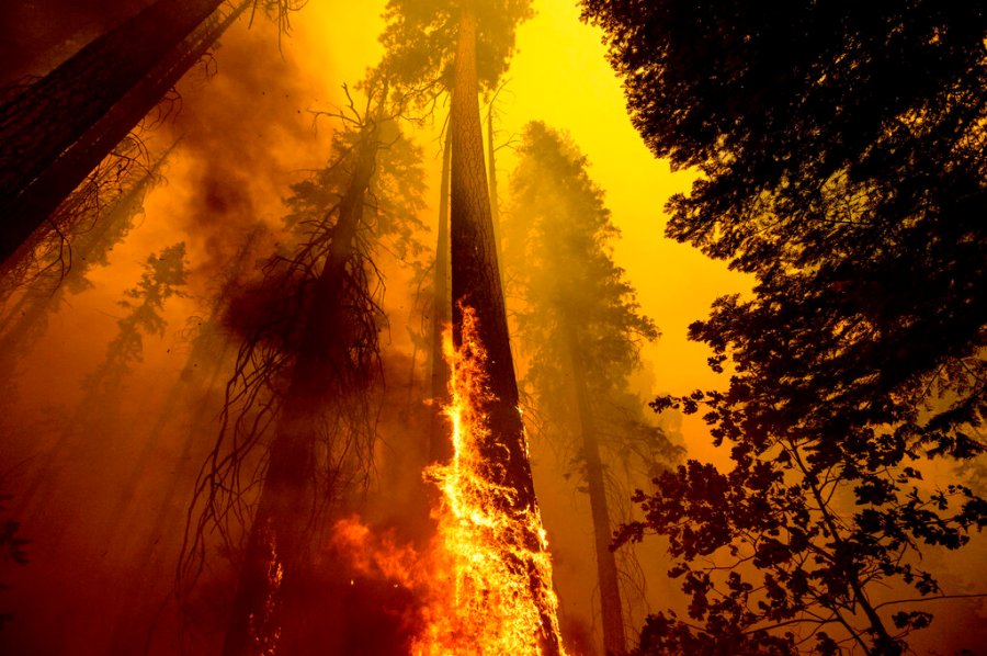 In this Sunday, Sept. 19, 2021 file photo, Flames burn up a tree as part of the Windy Fire in the Trail of 100 Giants grove in Sequoia National Forest, Calif. (AP Photo/Noah Berger, File, File)