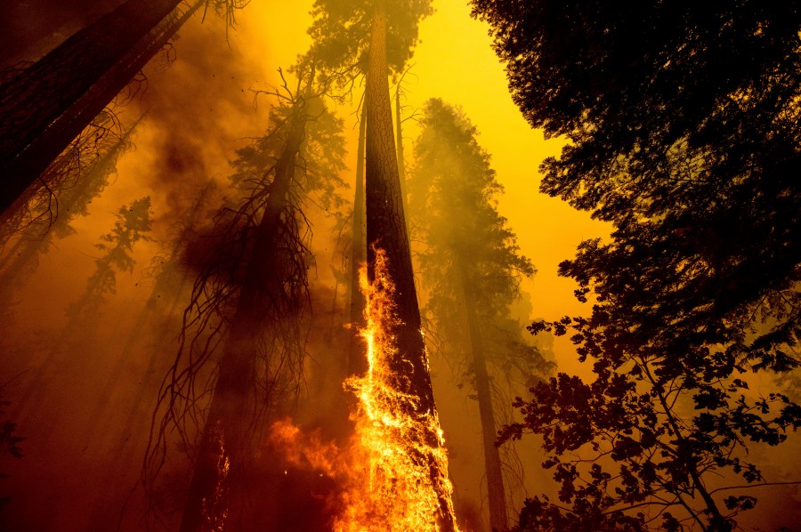 In this Sept. 19, 2021 file photo, flames burn up a tree as part of the Windy Fire in the Trail of 100 Giants grove in Sequoia National Forest, Calif. (AP Photo/Noah Berger, File, File)