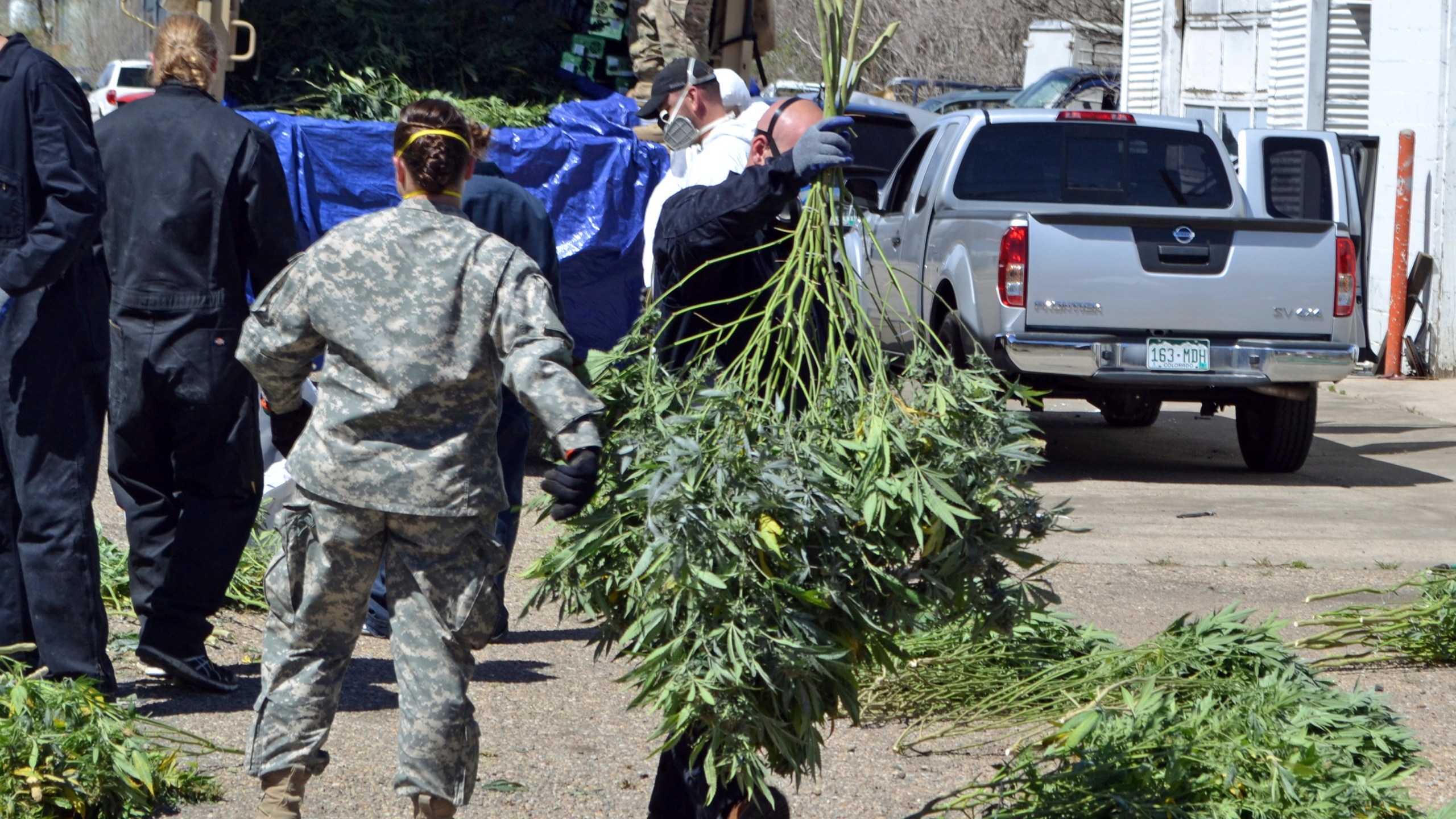 In this April 14, 2016, file photo, investigators load marijuana plants onto a Colorado National Guard truck outside a suspected illegal grow operation in north Denver. A county in southern Oregon says it is so overwhelmed by an increase in the number and size of illegal marijuana farms that it declared a state of emergency Wednesday, Oct. 13, 2021, appealing to the governor and the Legislature's leaders for help. (AP Photo/P. Solomon Banda, File)