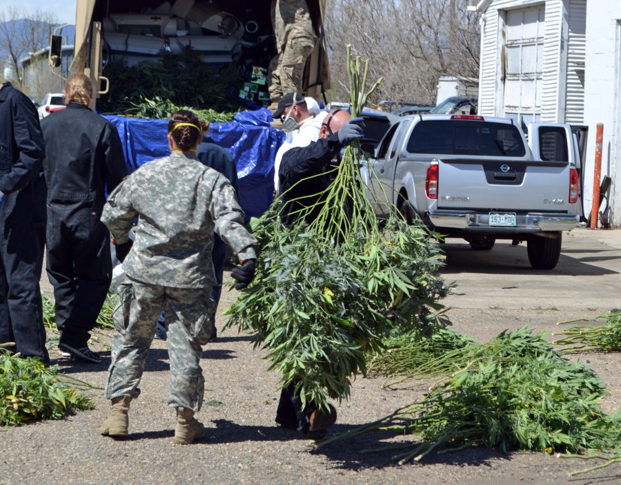 In this April 14, 2016, file photo, investigators load marijuana plants onto a Colorado National Guard truck outside a suspected illegal grow operation in north Denver. A county in southern Oregon says it is so overwhelmed by an increase in the number and size of illegal marijuana farms that it declared a state of emergency Wednesday, Oct. 13, 2021, appealing to the governor and the Legislature's leaders for help. (AP Photo/P. Solomon Banda, File)