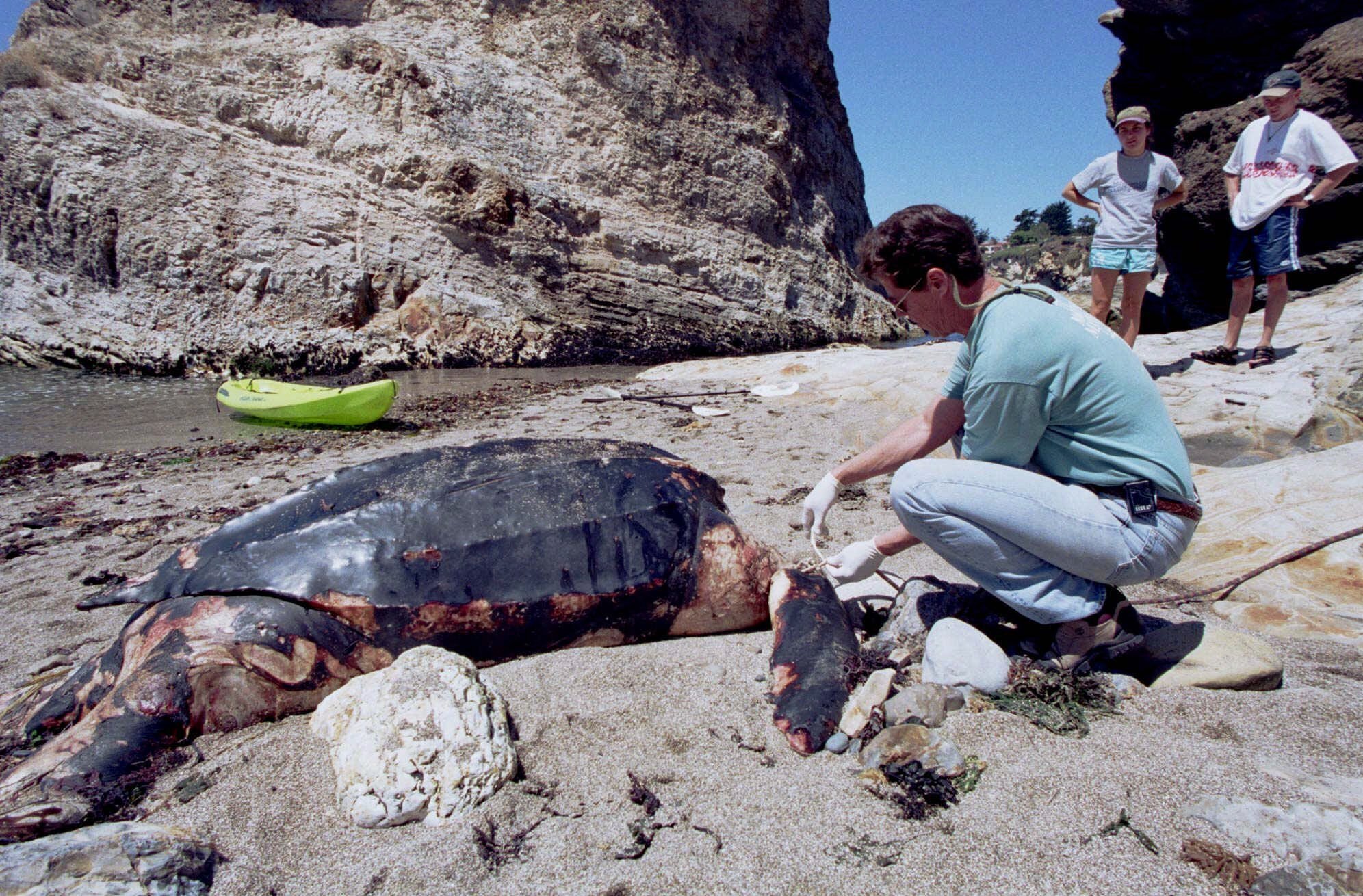 In this July 30, 1999, file photo, Michael Coffman of The Marine Mammal Center, inspects a endangered leatherback sea turtle which washed ashore on Pismo Beach, Calif. (AP Photo/Phil Klein, File)