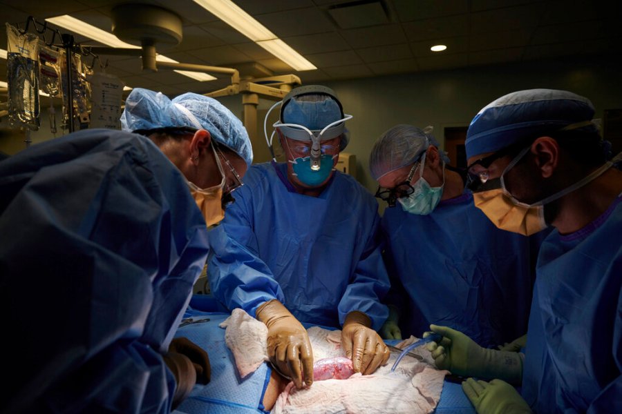 In this September 2021 photo provided by NYU Langone Health, a surgical team at the hospital in New York examines a pig kidney attached to the body of a deceased recipient for any signs of rejection. (Joe Carrotta/NYU Langone Health via AP)