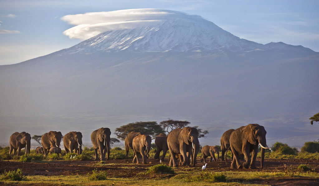 In this Monday, Dec. 17, 2012 file photo, a herd of adult and baby elephants walks in the dawn light as the highest mountain in Africa, Mount Kilimanjaro in Tanzania, sits topped with snow in the background, seen from Amboseli National Park in southern Kenya. (AP Photo/Ben Curtis, File)