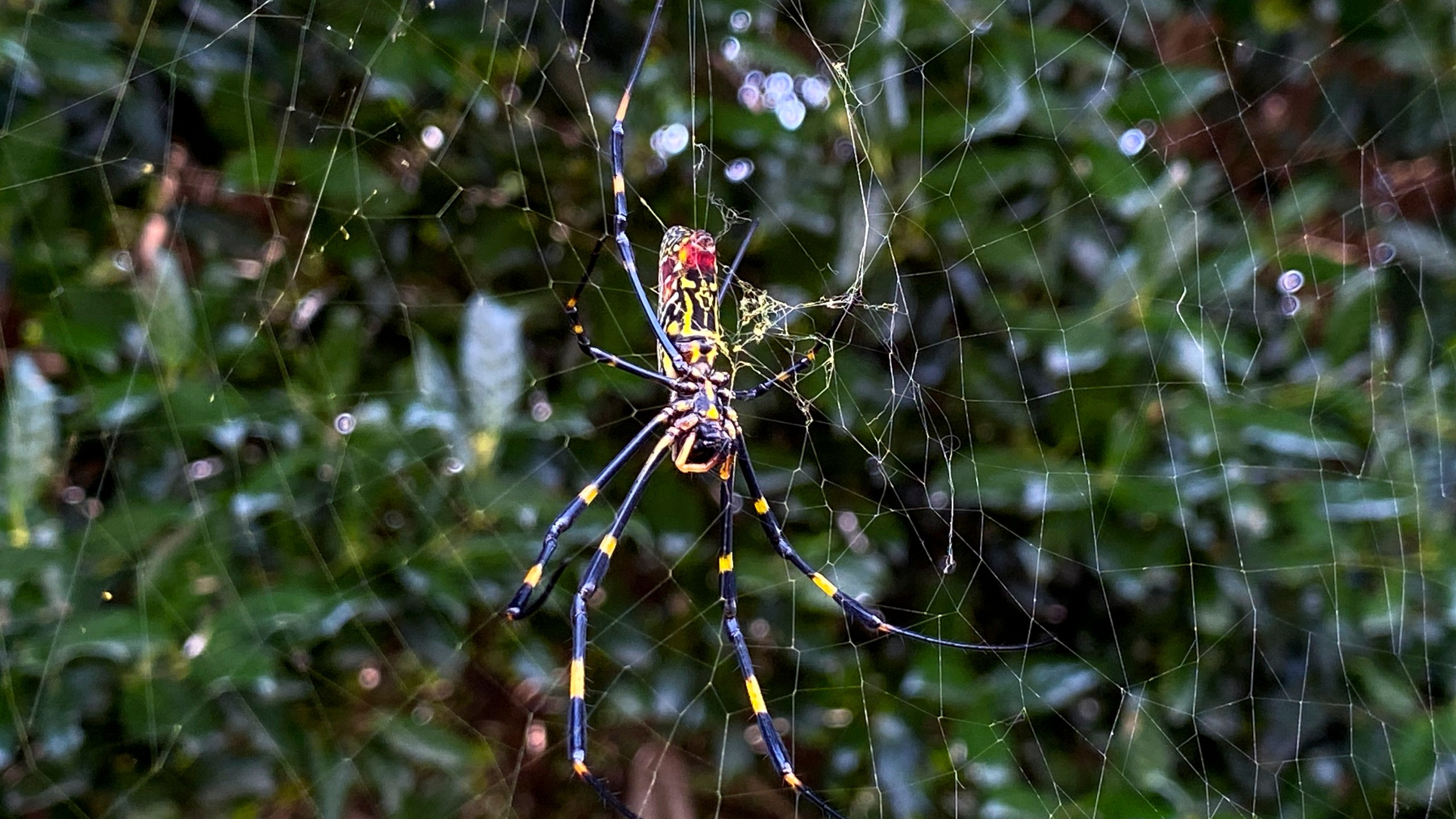 The joro spider, a large spider native to East Asia, is seen in Johns Creek, Ga., on Sunday, Oct. 24, 2021. The spider has spun its thick, golden web on power lines, porches and vegetable patches all over north Georgia this year – a proliferation that has driven some unnerved homeowners indoors and prompted a flood of anxious social media posts. (AP Photo/Alex Sanz)