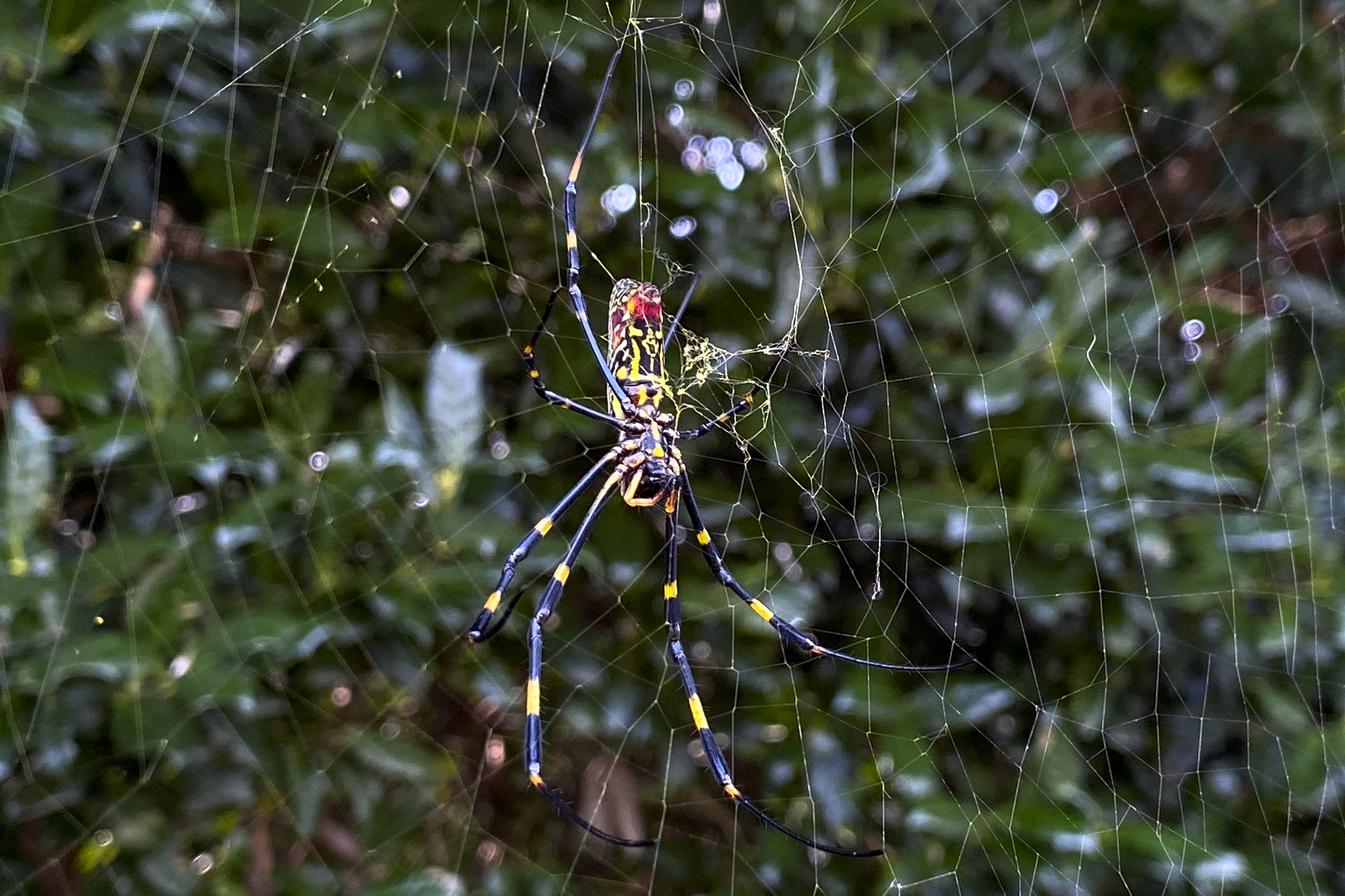 The joro spider, a large spider native to East Asia, is seen in Johns Creek, Ga., on Sunday, Oct. 24, 2021. The spider has spun its thick, golden web on power lines, porches and vegetable patches all over north Georgia this year – a proliferation that has driven some unnerved homeowners indoors and prompted a flood of anxious social media posts. (AP Photo/Alex Sanz)