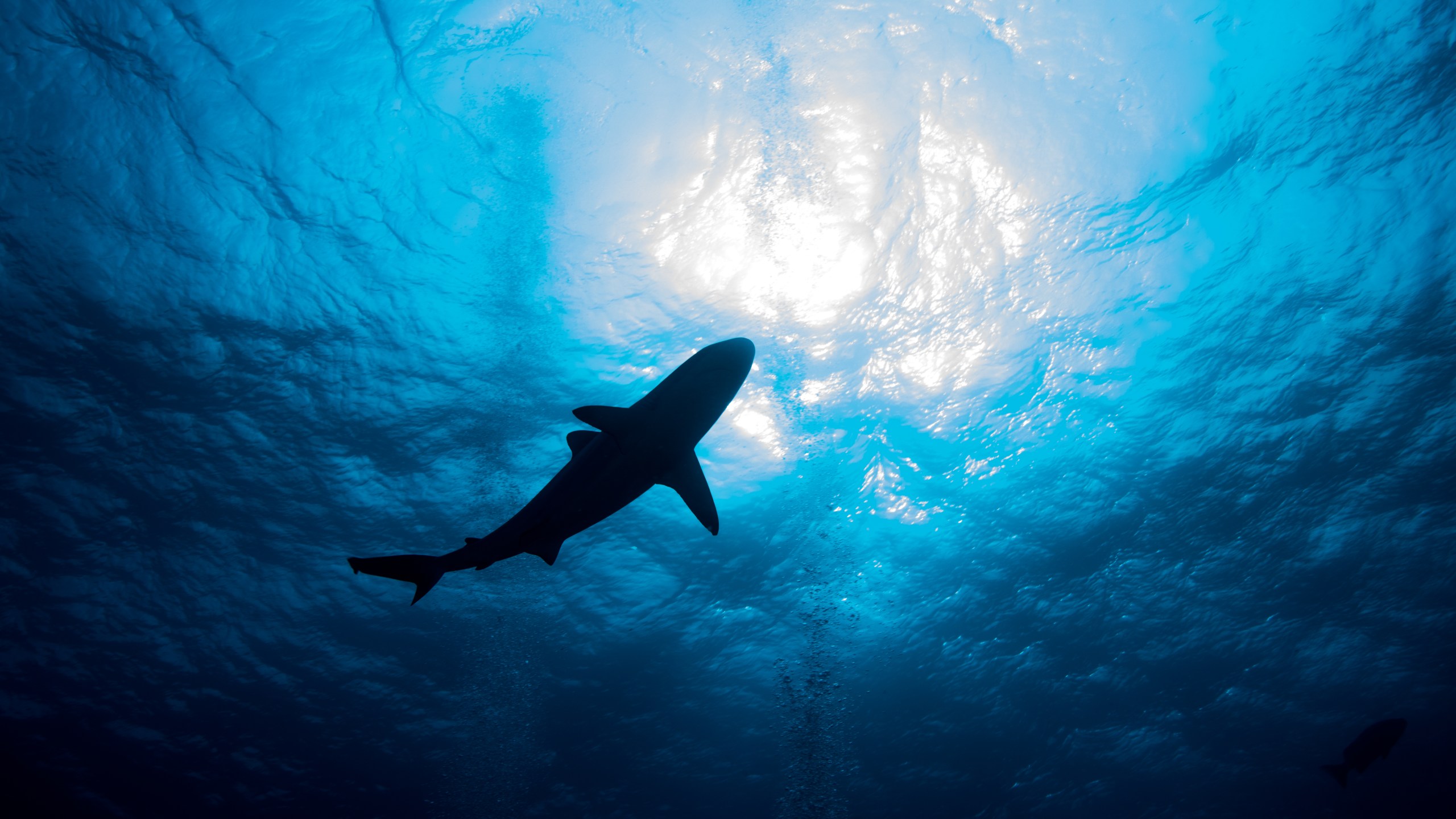 A shark is seen in this undated file photo. (Getty Images)