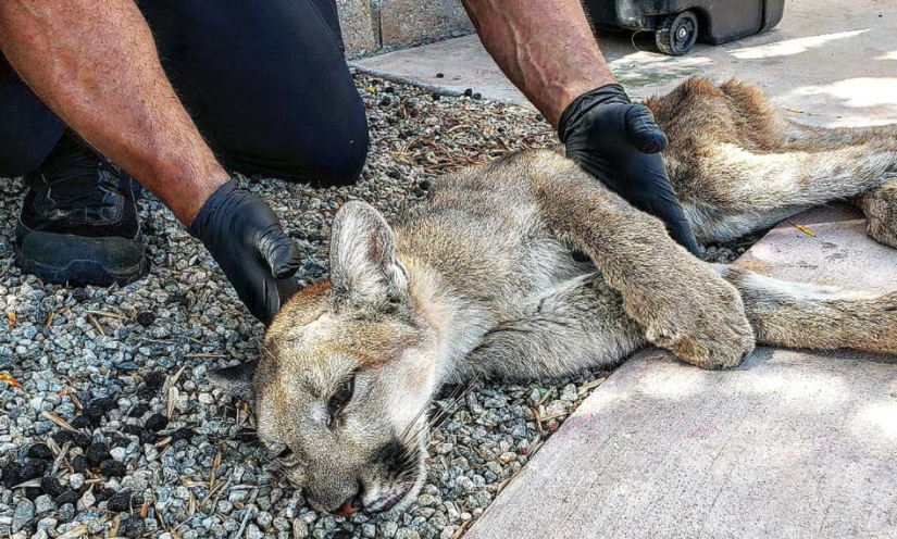 The Palm Springs Police Department shared this image of a mountain lion captured in a condo complex on Oct. 18, 2021.