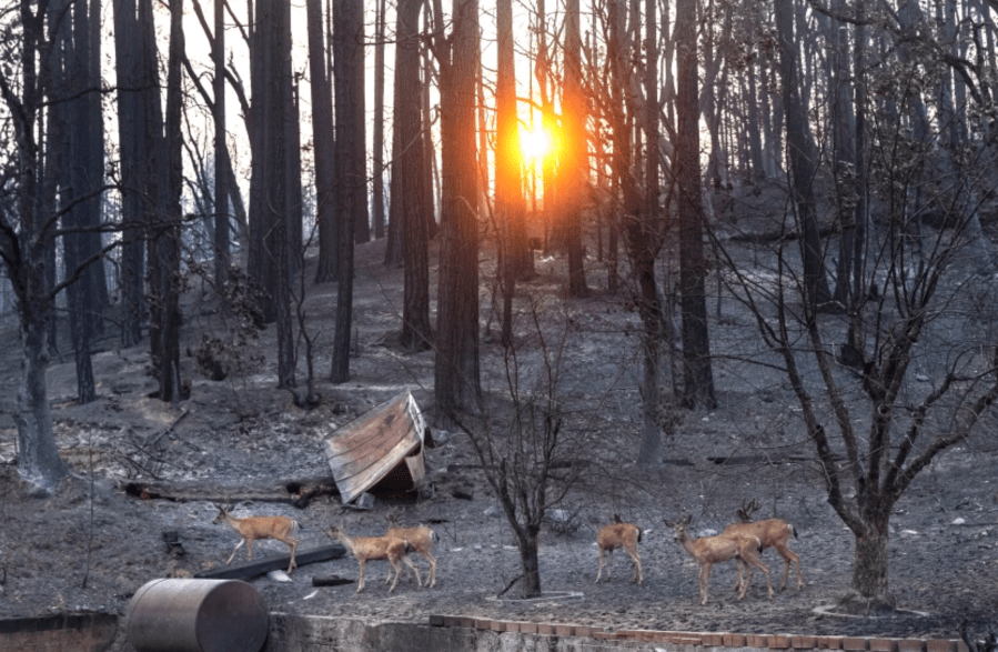 Deer walk through a burn scar from the Dixie fire in the Greenville area. Officials are concerned about debris flows from heavy rainfall in Northern California Thursday evening through Friday morning.(Mel Melcon / Los Angeles Times)