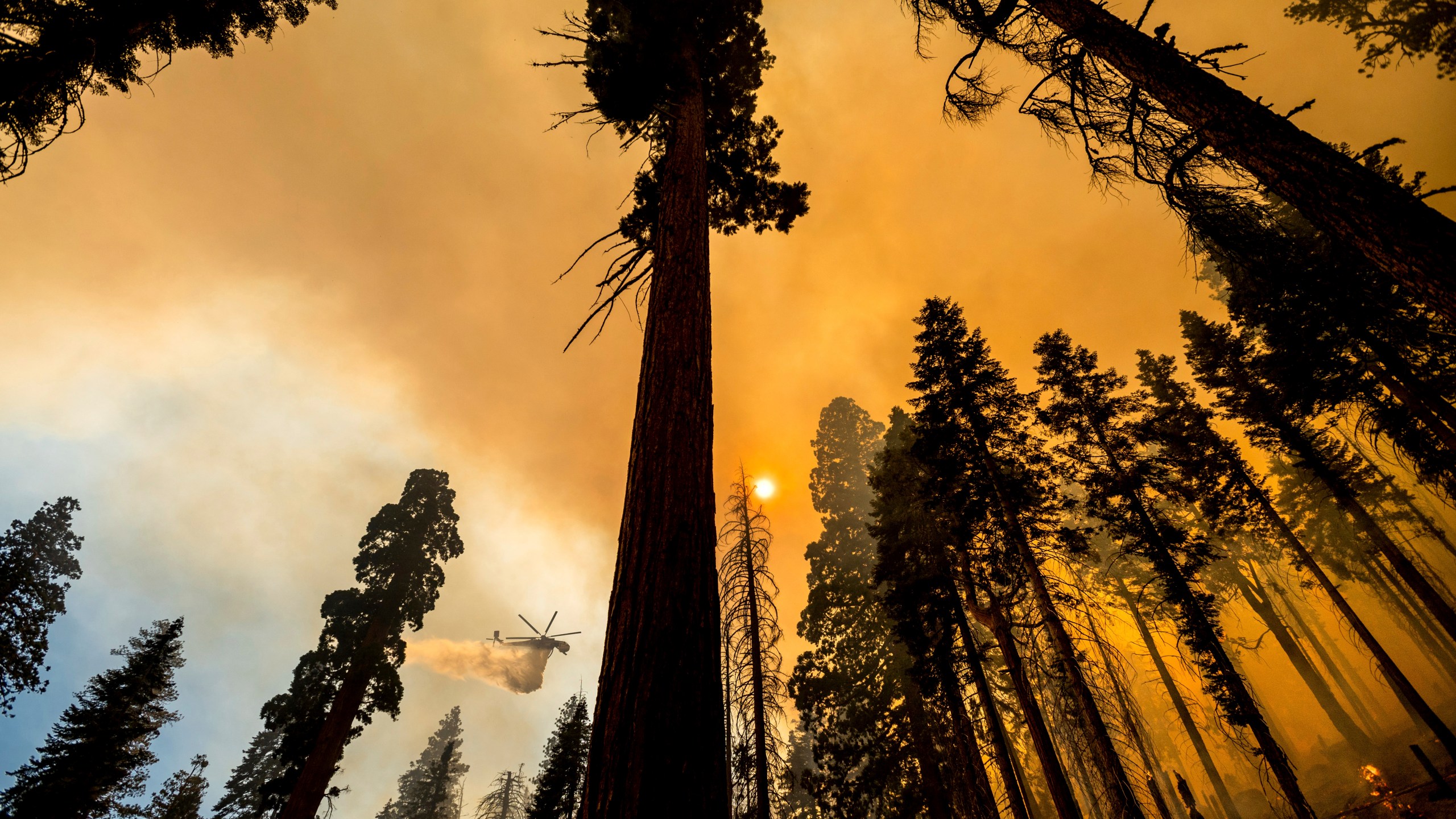 In this Sept. 19, 2021, file photo, a helicopter drops water on the Windy Fire burning in the Trail of 100 Giants grove of Sequoia National Forest, Calif. The California highway connecting visitors to the world's two largest sequoia trees remains closed so crews can remove as many as 10,000 trees weakened by wildfires, drought, disease or age. (AP Photo/Noah Berger)