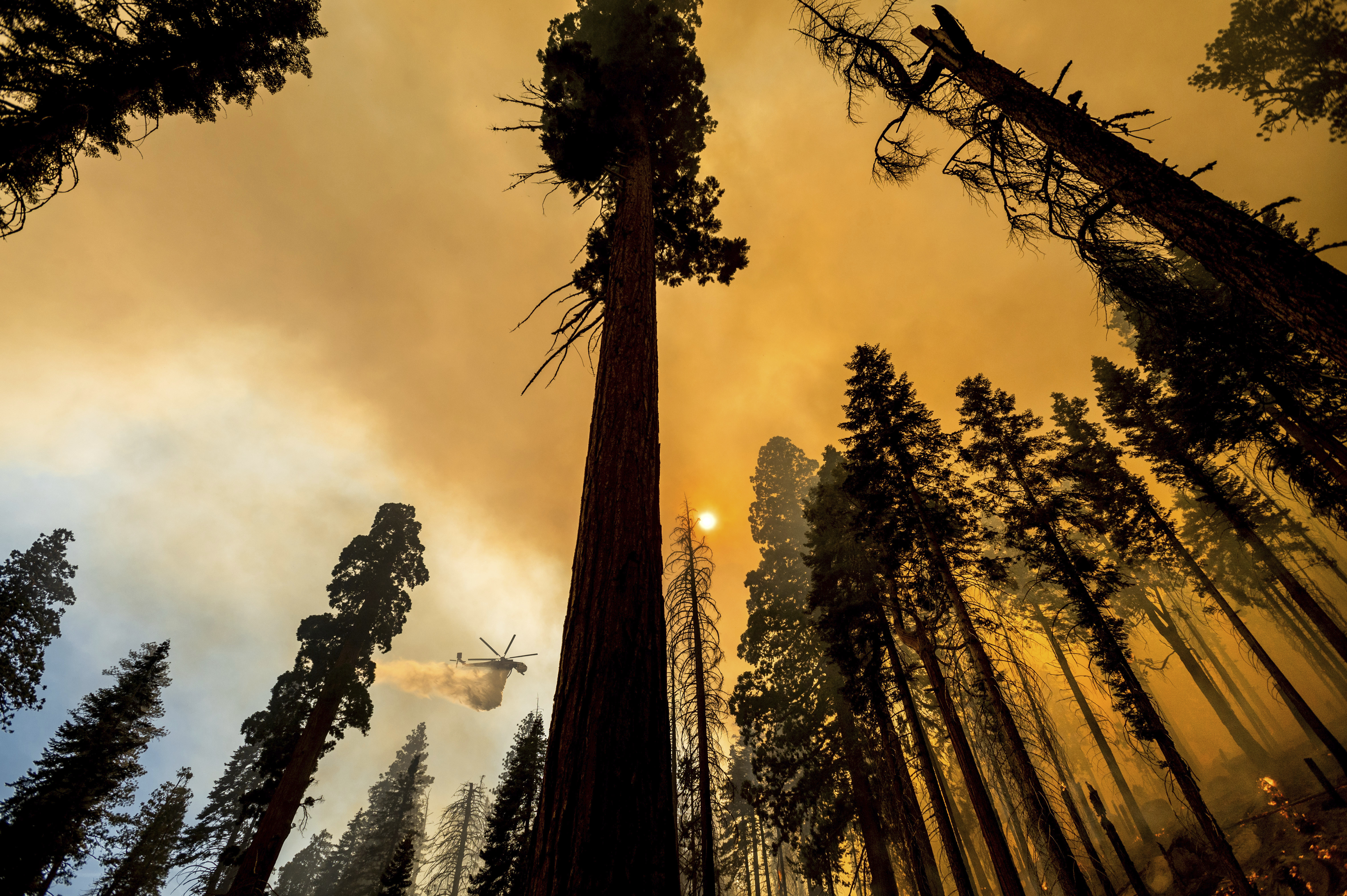 In this Sept. 19, 2021, file photo, a helicopter drops water on the Windy Fire burning in the Trail of 100 Giants grove of Sequoia National Forest, Calif. The California highway connecting visitors to the world's two largest sequoia trees remains closed so crews can remove as many as 10,000 trees weakened by wildfires, drought, disease or age. (AP Photo/Noah Berger)