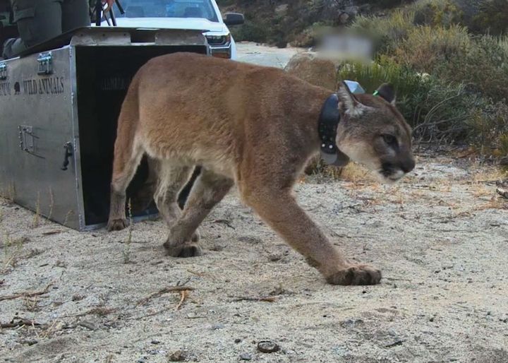 The adult female mountain lion can be seen in an undated photo posted on the CA Department of Fish and Wildlife Facebook page.