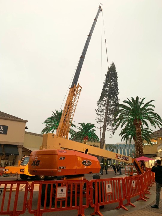 A 115-foot tall white fir arrives at Citadel Outlets on Oct. 22, 2021. (Citadel Outlets)