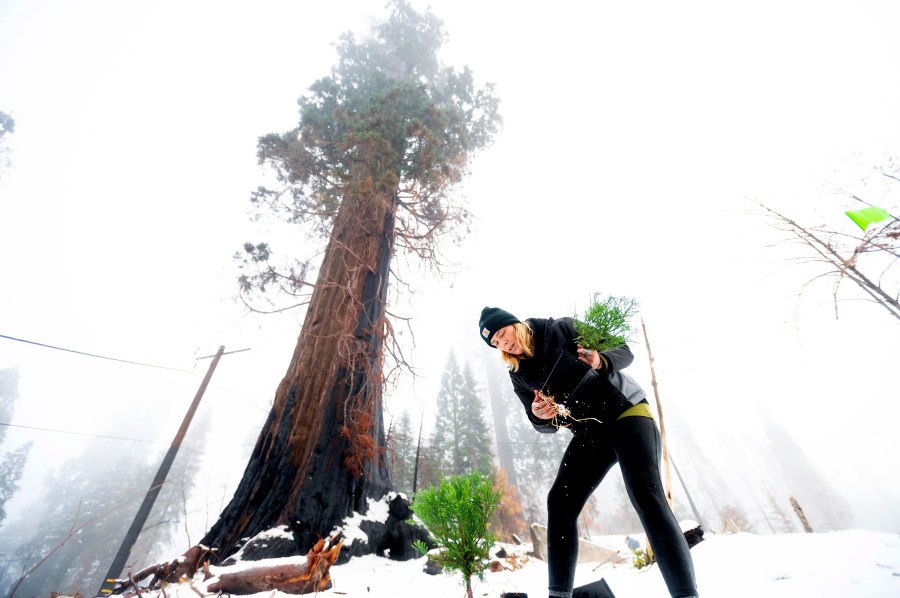 Caryssa Rouser, a propagation specialist with Archangel Ancient Tree Archive, plants a sequoia tree on Tuesday, Oct. 26, 2021, in Sequoia Crest, Calif. The effort led by the Archangel Ancient Tree Archive, a nonprofit trying to preserve the genetics of the biggest old-growth trees, is one of many extraordinary measures being taken to save giant sequoias that were once considered nearly fire-proof and are in jeopardy of being wiped out by more intense wildfires. (AP Photo/Noah Berger)