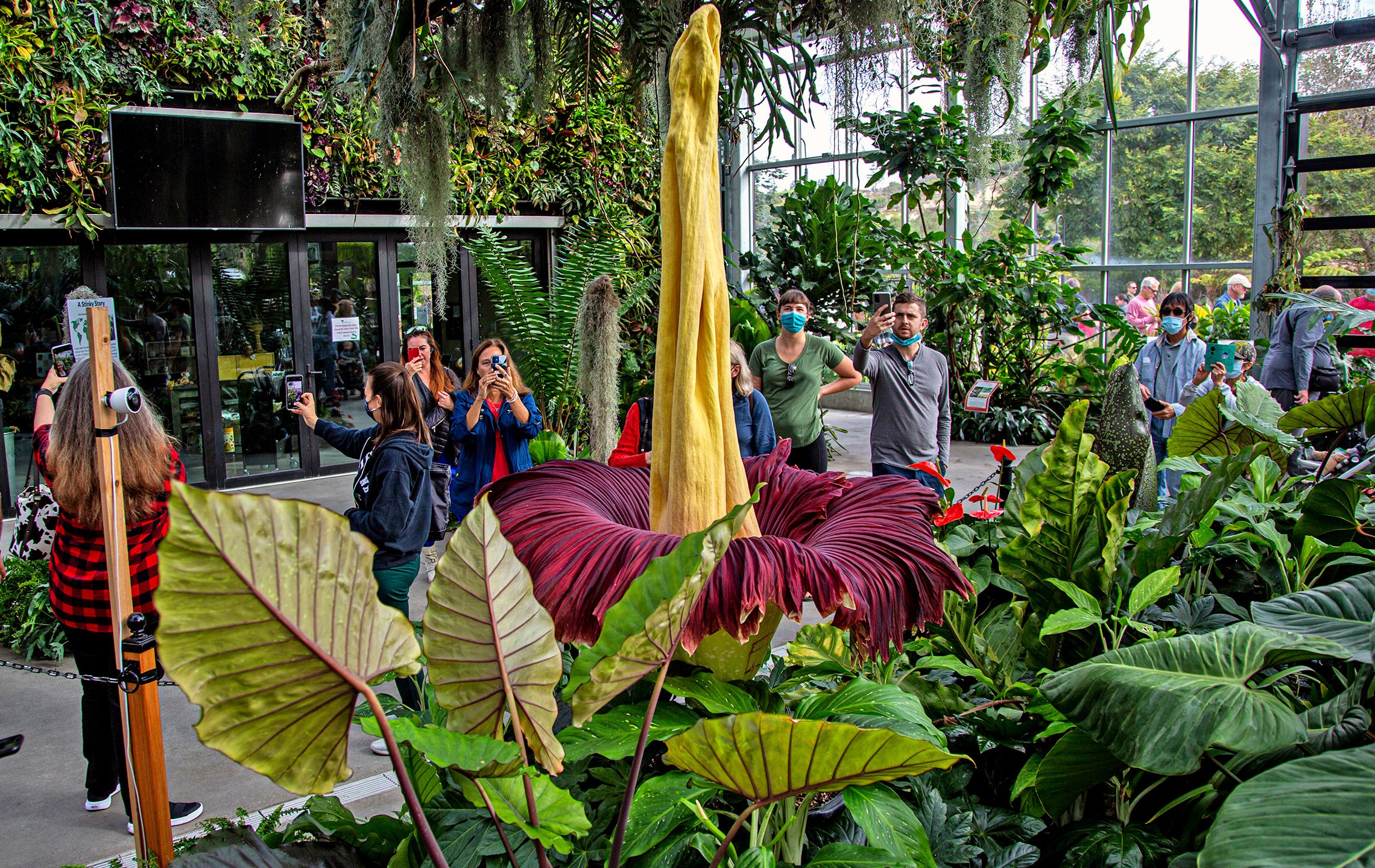 People get a look at the rare Amorphophallus titanum, better known as the corpse plant, at the San Diego Botanic Gardens in Encinitas, Calif., on Monday, Nov. 1, 2021. (Jarrod Valliere/The San Diego Union-Tribune via AP)