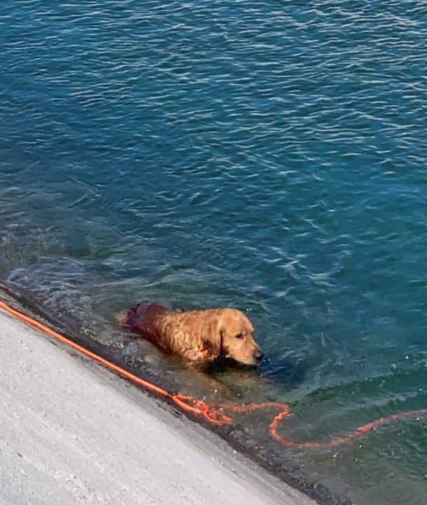 A 6-year-old golden retriever was rescued after being stuck in a section of the American Canal on Nov. 3, 2021. (Riverside County Department of Animal Services)