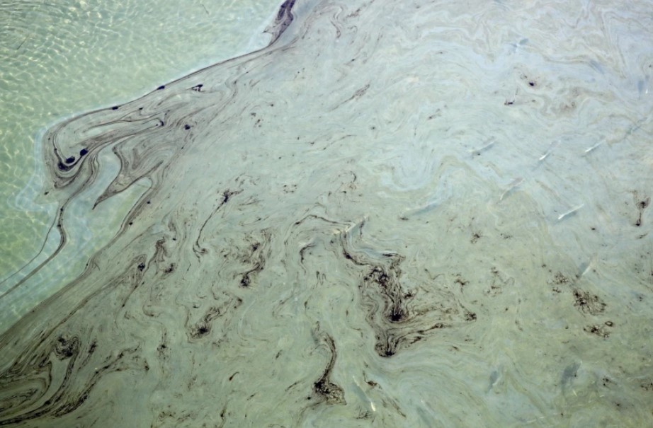 Dozens of fish swim under oil slicks at the Talbert Marsh in Huntington Beach on Oct. 3.(Raul Roa/Times Community News)