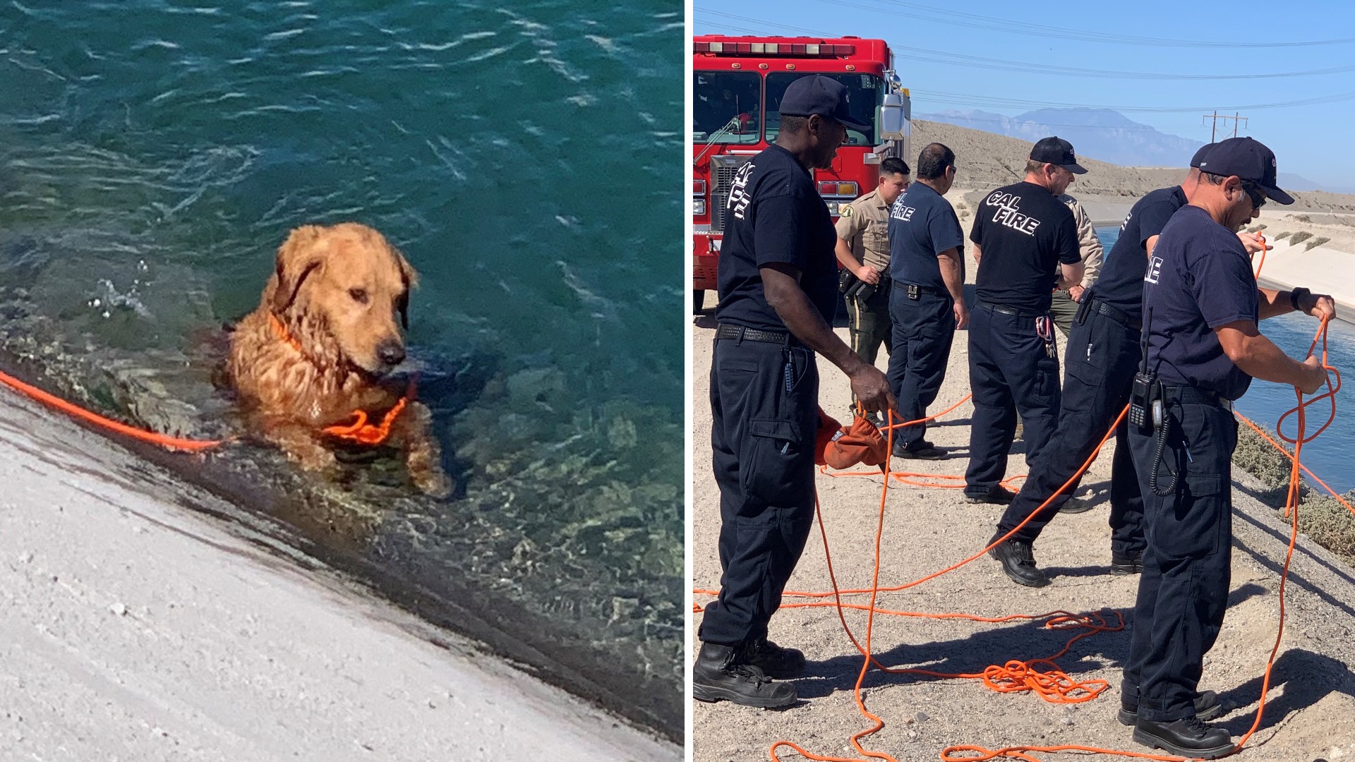 A 6-year-old golden retriever was rescued after being stuck in a section of the American Canal on Nov. 3, 2021. (Riverside County Department of Animal Services)