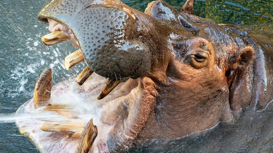 Otis the 45-year-old male river hippo is seen in a Facebook photo posted by the San Diego Zoo.