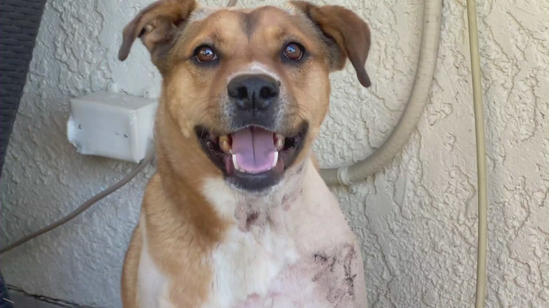 Rocky is seen on Nov. 3, 2021, days after fearlessly chasing a mountain lion out of his owners' La Verne backyard. (KTLA)