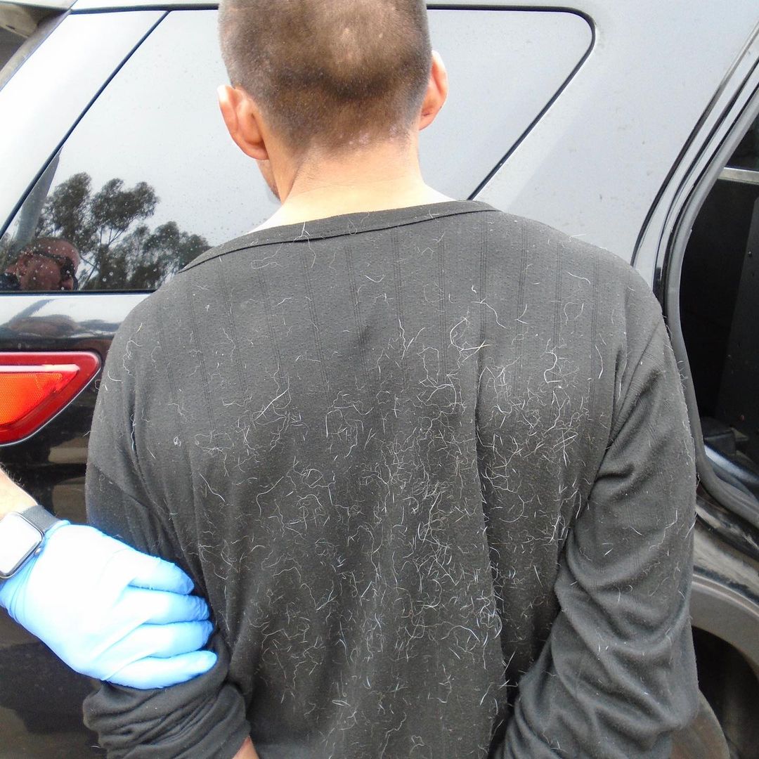 A car theft suspect is taken into custody in this photo shared by the Pasadena Police Department on Dec. 8, 2021.