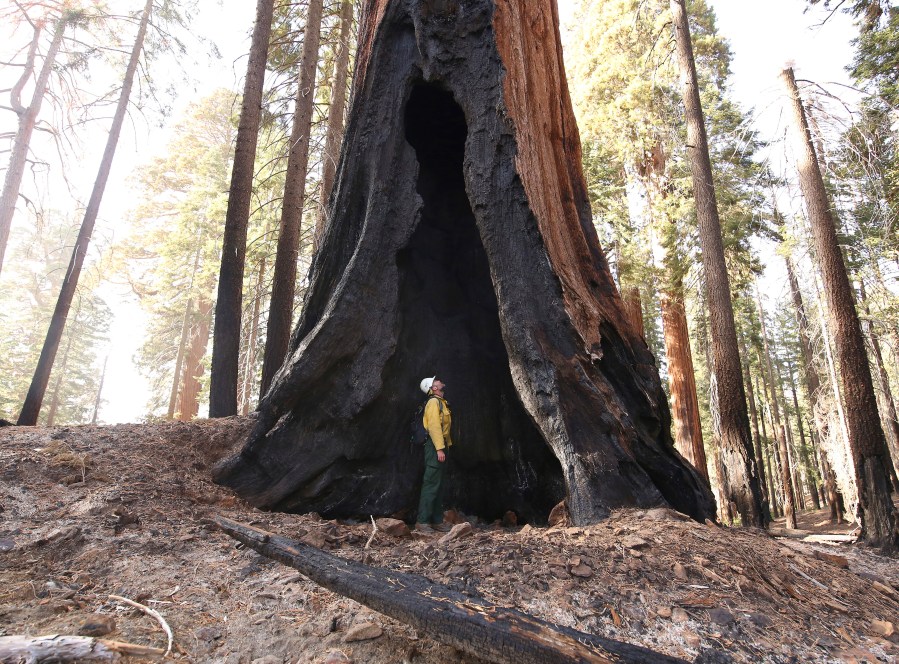 Assistant Fire Manager Leif Mathiesen, of the Sequoia & Kings Canyon Nation Park Fire Service, looks for an opening in the burned-out sequoias from the Redwood Mountain Grove which was devastated by the KNP Complex fires earlier in the year in the Kings Canyon National Park, Calif., Friday, Nov. 19, 2021. (AP Photo/Gary Kazanjian)