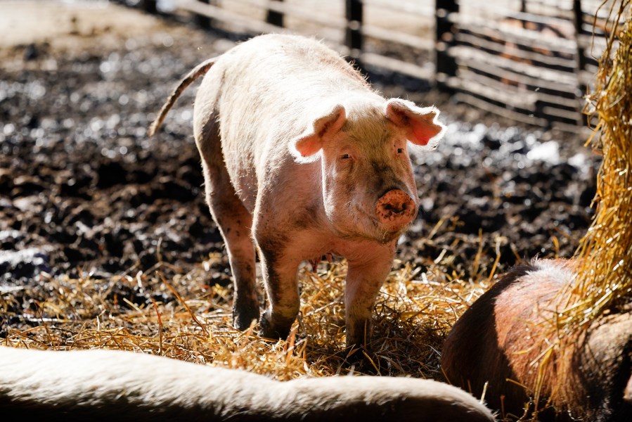 A hog walks in a holding pen on the Ron Mardesen farm, Thursday, Dec. 2, 2021, near Elliott, Iowa. A coalition of California restaurants and grocery stores has filed a lawsuit to block implementation of a farm animal welfare law, adding to uncertainty about whether bacon and other fresh pork products will be prohibitively expensive or available at all in the state when the new rules take effect on New Year's Day. Mardesen already meets the California standards for the hogs he sells to specialty meat company Niman Ranch, which supported passage of Proposition 12 and requires all of its roughly 650 hog farmers to give breeding pigs far more room than mandated by the law. (AP Photo/Charlie Neibergall)