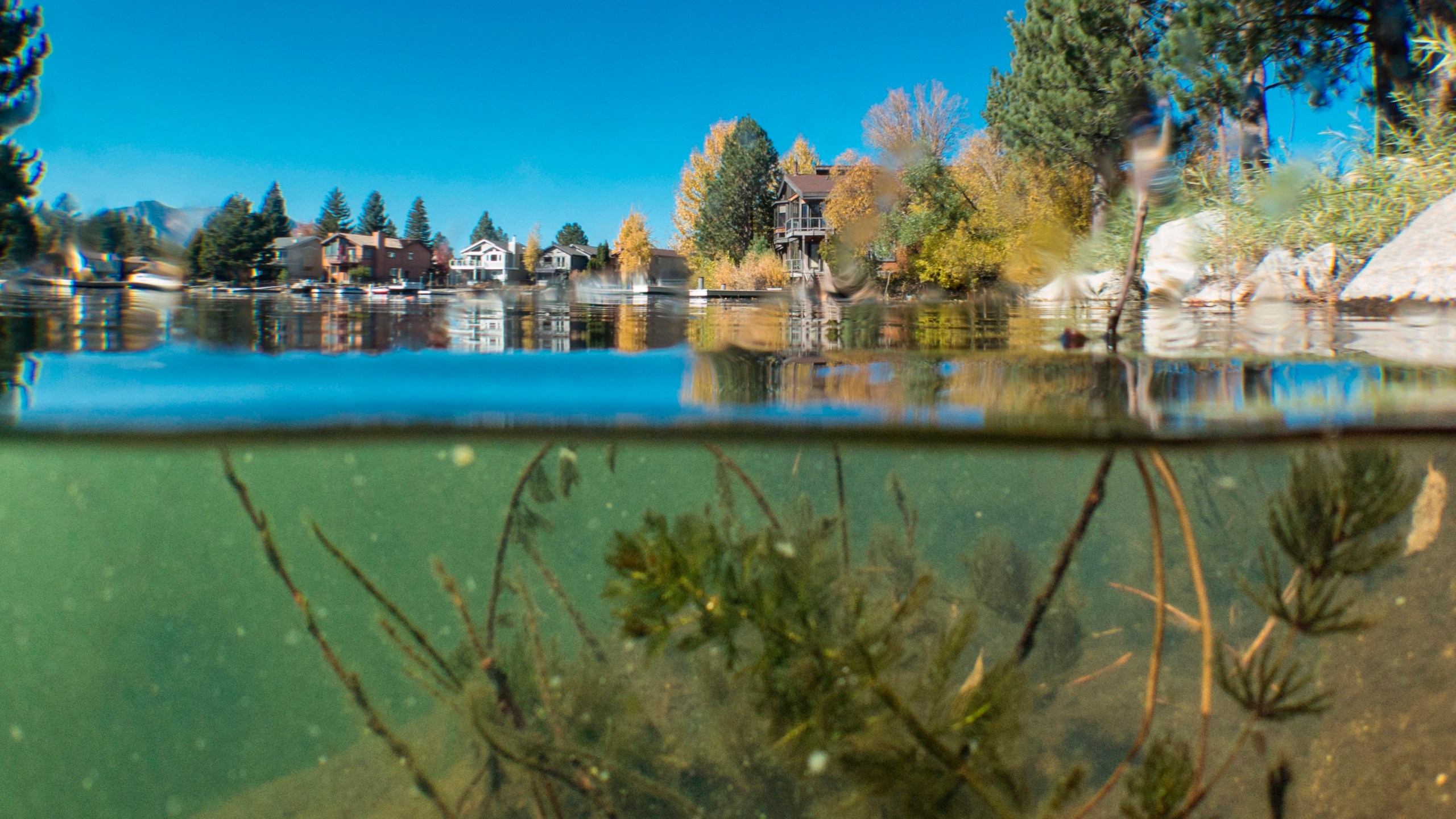 In this undated photo provided by League to Save Lake Tahoe/Keep Tahoe Blue, aquatic invasive plants are seen in the Tahoe keys in Lake Tahoe, Calif. Officials in Lake Tahoe are weighing whether to use herbicides for the first time to contain the growth of invasive plants and prevent them from clouding the lake's waters. The Tahoe Regional Planning Agency Governing Board and the Lahontan Regional Water Quality Control Board will decide on whether to approve the 3-year trial program in January, 2022. (League to Save Lake Tahoe/Keep Tahoe Blue, via AP)